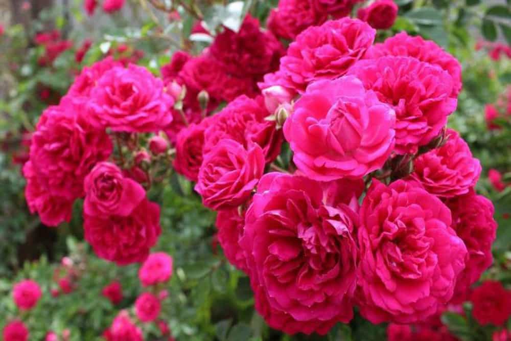 تصویر 3 از گل محمدی تازه چین  مناسب مصرف خانگی و گیاهی
